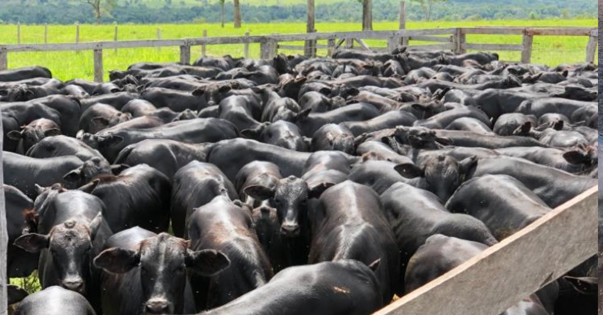 Aplicativo ajudará no trabalho de melhoramento genético de taurinas e sintéticas