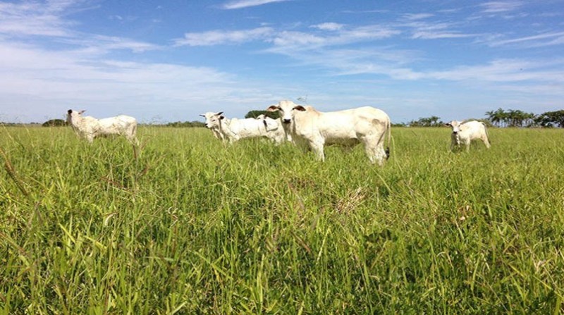 “Nunca adube o pasto antes de eliminar a planta daninha”, indica agrônomo